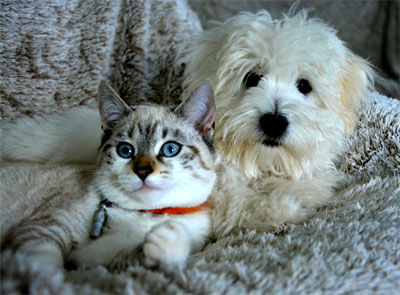 Read more about the article Overnight Pet Sitting Rates for Philadelphia