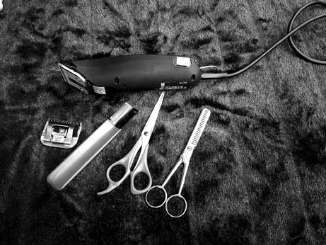 Dog grooming prices: tools & equipment