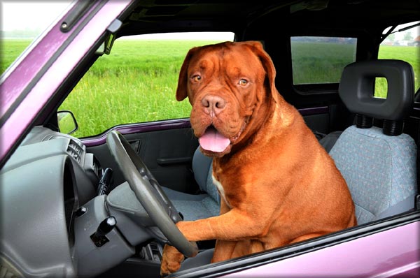 You are currently viewing Pet Taxi Service & Cost in Philadelphia, PA