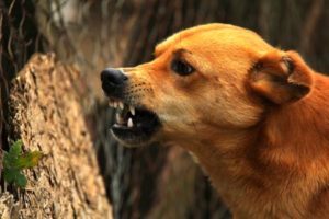 First time dog owner tips: how to read a dog's body language