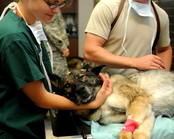 24 Hour Emergency Vet Hospital: Philadelphia, PA ...