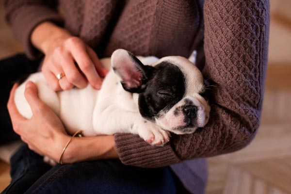 Read more about the article First-Time Dog Owner? 17 Tips For New Dog Owners