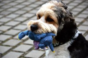 new dog owner tips: toys and other things to buy