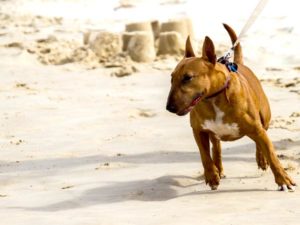 Read more about the article How To Walk A Dog That Pulls On A Leash