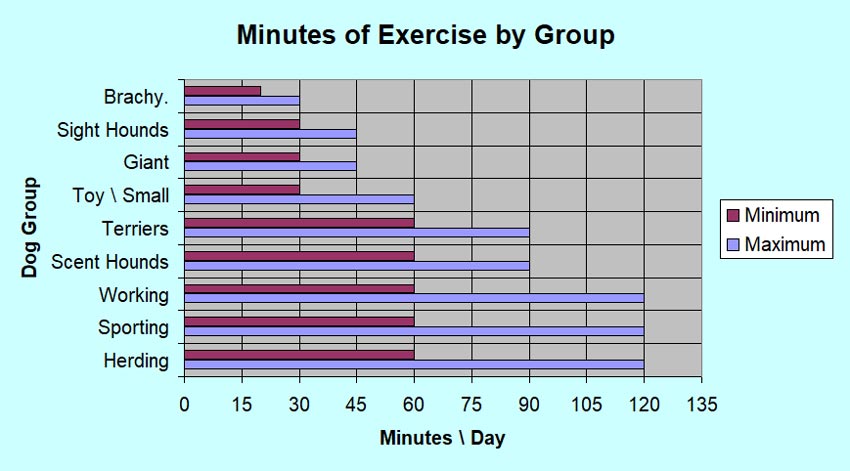 how often do dogs need excersize