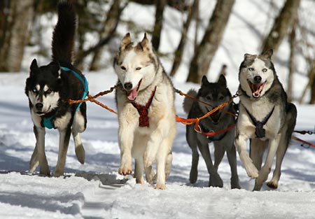 Exercise levels for Working Dogs