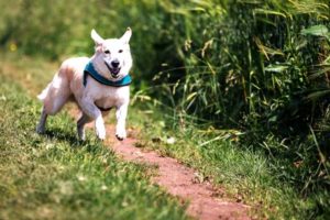 Read more about the article How Much Exercise Does A Dog Need Everyday?