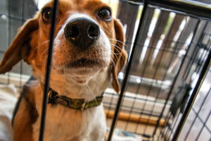 Read more about the article Crate Training At Night: Keeping Your Dog In Crate Overnight