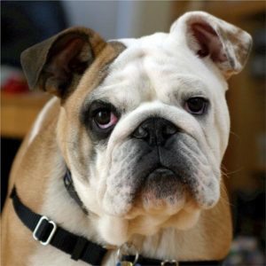 Exercise needs for Brachycephalic dogs