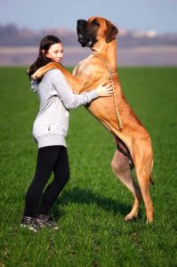Giant dog exercise needs