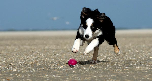 Puppy exercise needs: plahying fetch is great fun for them.