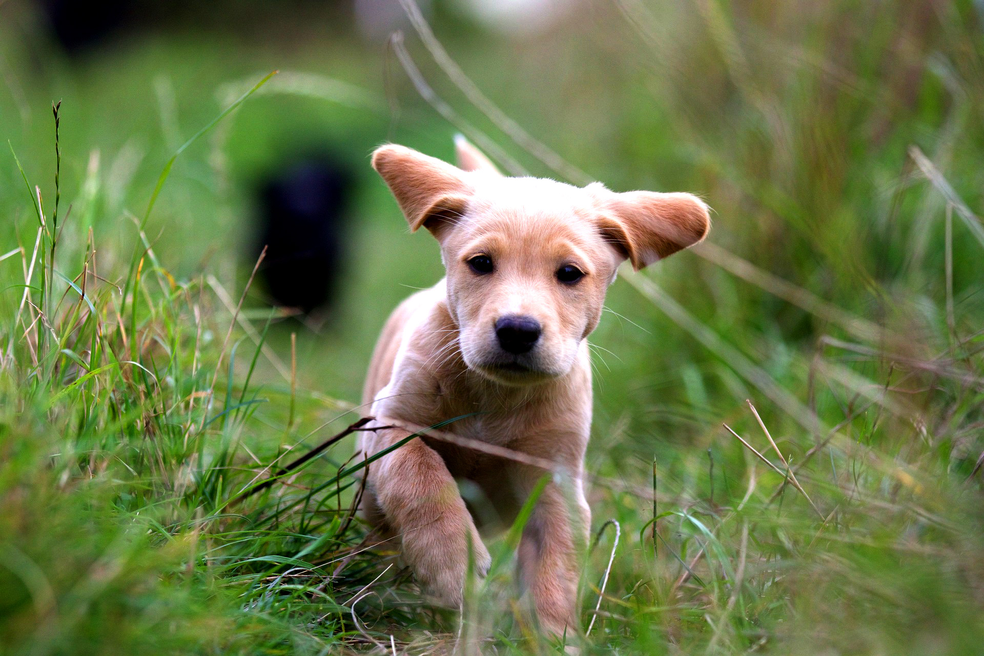 Read more about the article How Much Exercise Does A Puppy Need?