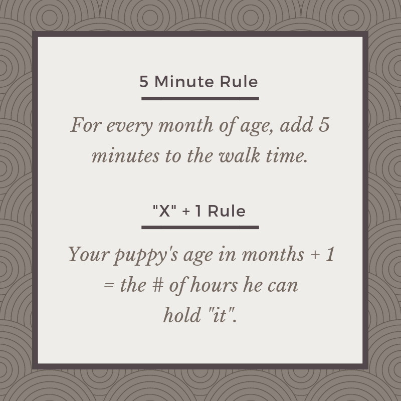 Puppy exercise & bladder rules