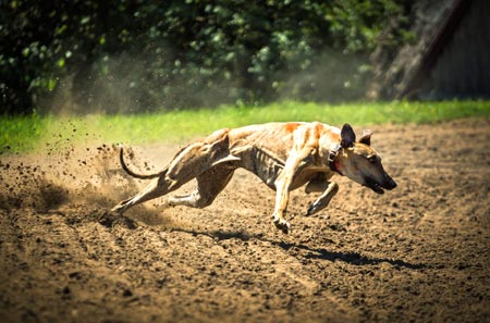 Exercise needs for sighthounds