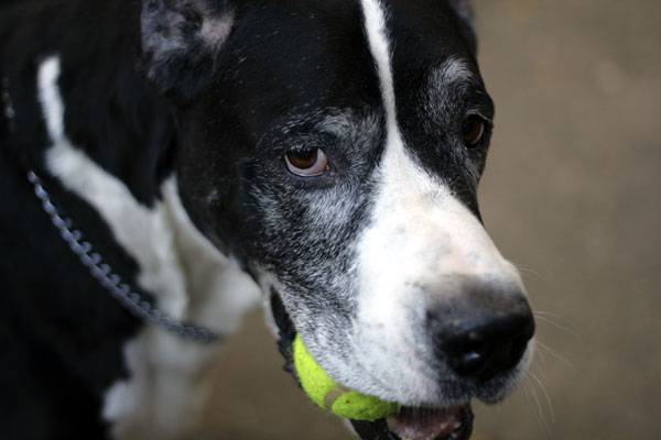 Dog sitting aggressive dogs: all 100+ pounds of the Great Dane Finnegan