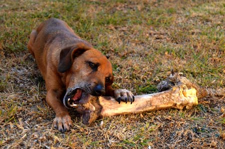 What is dog boarding? A place to sleep and eat away from home.