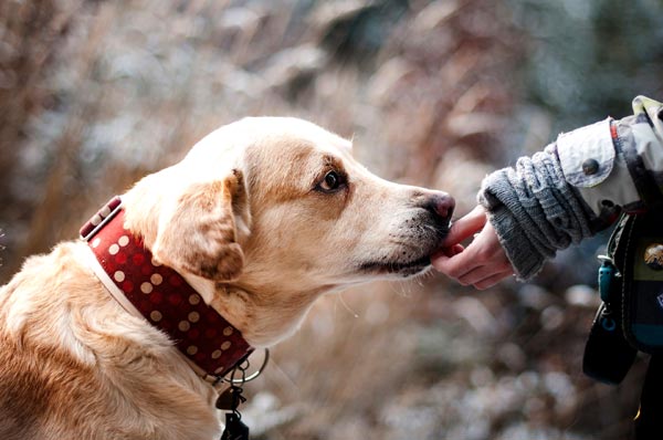 You are currently viewing 19 Health Benefits Of Having A Dog In Your Life