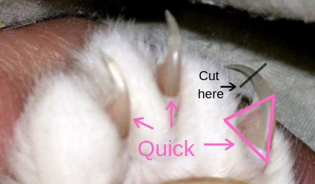 Trimming cat online claws