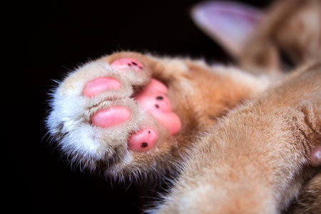 Now that is a nice cat paw!