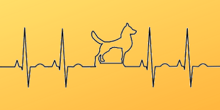 Notice dog health issues or medical emergencies