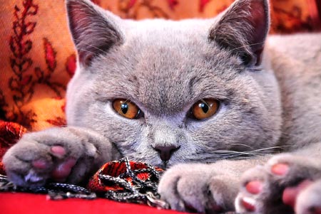 British Shorthair breed