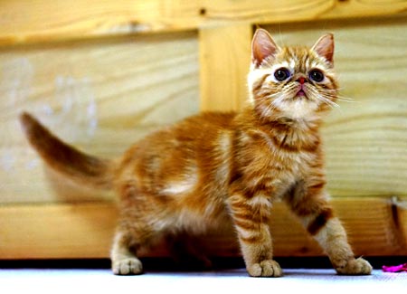 Exotic Shorthair cat