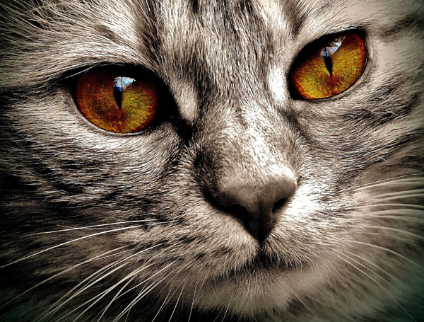 You are currently viewing Most Expensive Cat Breeds (12 Breeds That You Can Afford)