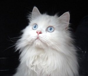 Most Expensive Cat Breeds - Fairmount Pet Service