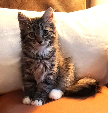 Siberian cat (kitten)