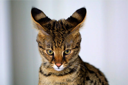 Savannah cat: hybrid cat breed