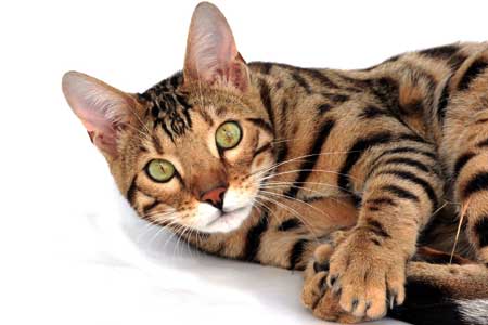 Bengal cat: hybrid breed