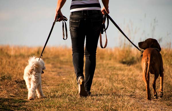 Dog Walker Job Description Template - Comeet