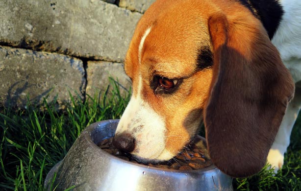 You are currently viewing Best Grain Free Dog Food: Buyers Guide