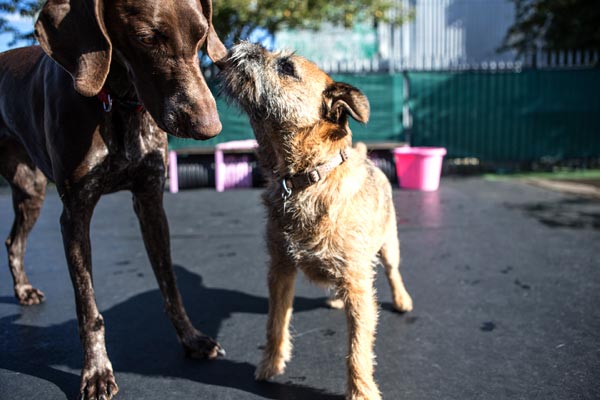 Read more about the article 9 Philadelphia Dog Parks: Find A Park Near You