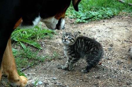 How to introduce a hyper dog to a kitten