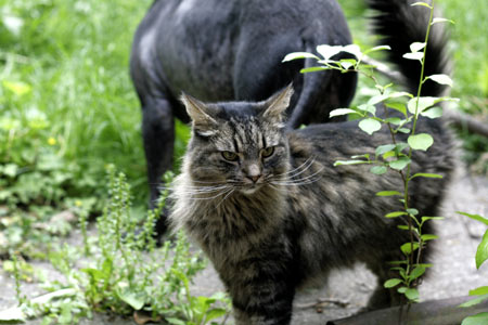 My dog and cat in the yard.