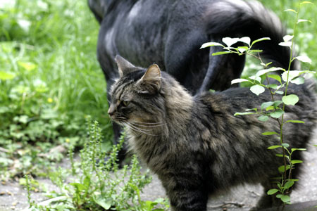 My cat Little Rascal in the yard with my dog