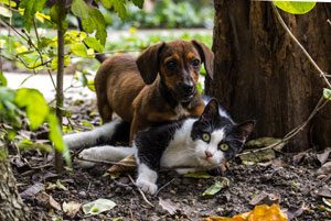 Dachshund caught with a cat