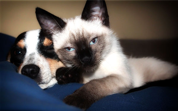 Read more about the article Dog Breeds Good With Cats: Dogs And Cats Living Together