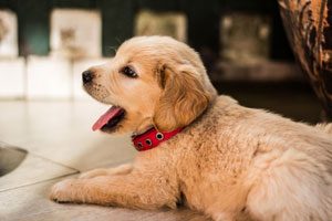 Labrador Puppy