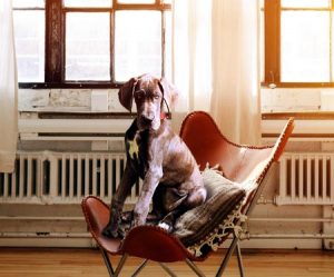 Dog sitting in chair