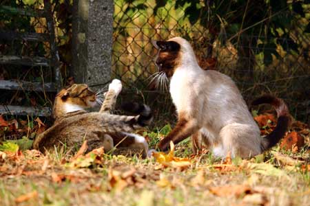 Cat suddenly aggressive towards other cat