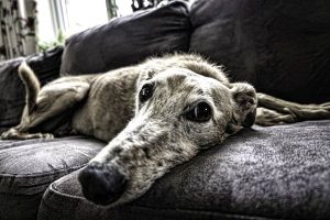 Read more about the article In-Home Dog Sitting: Dog Sitters That Stay At Your Home
