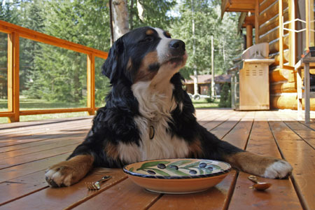 Dinner time for your dog