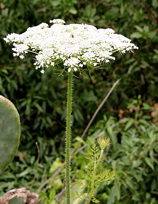 are weeds bad for dogs to eat