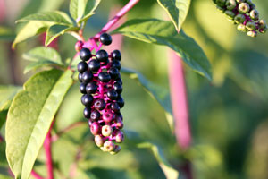 Dog store ate pokeweed