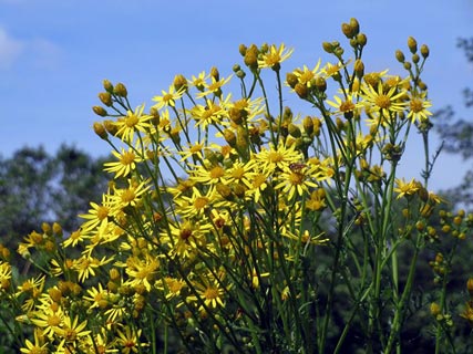 what weeds are poisonous to dogs