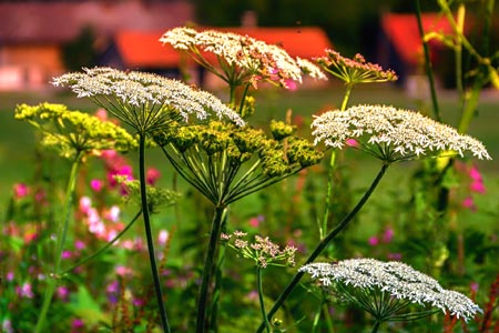 what weeds are poisonous to dogs