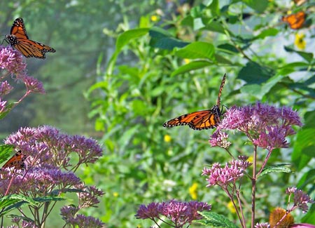 butterflies flowers monarch milkweed butterfly flower toxic dogs plants plant wildlife fly spring insect natural antenna nature lake county family