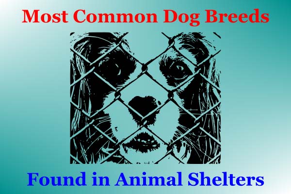 You are currently viewing Most Common Dog Breeds Found In Shelters